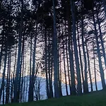 Nyaraló Carlito *